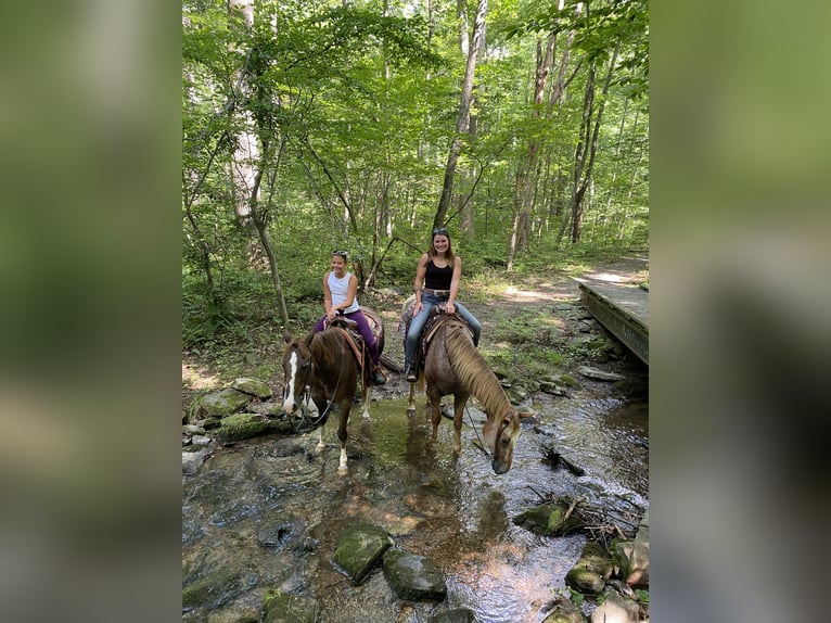 American Quarter Horse Mare 14 years 14,1 hh Rabicano in Littlestown