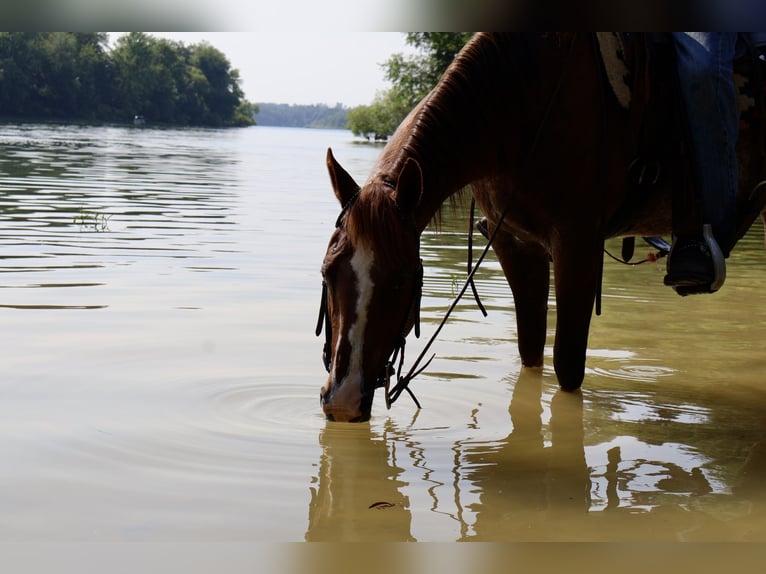 American Quarter Horse Mare 14 years 14,1 hh Rabicano in Littlestown