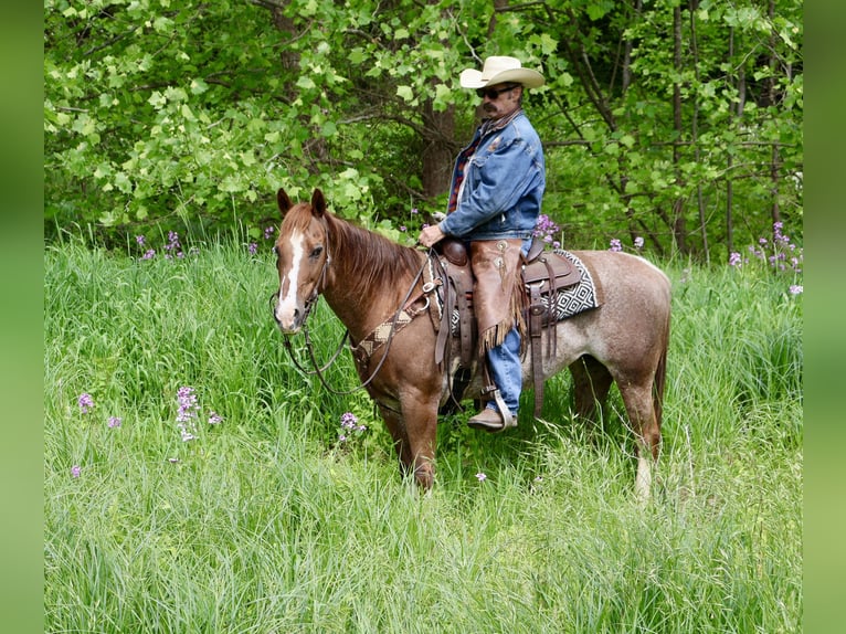 American Quarter Horse Mare 14 years 14,1 hh Rabicano in Littlestown