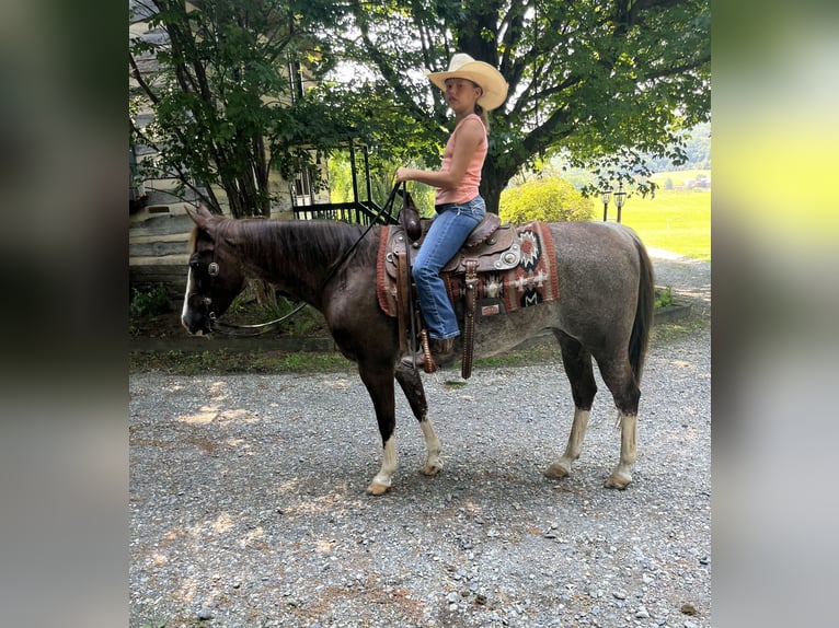 American Quarter Horse Mare 14 years 14,1 hh Rabicano in Littlestown