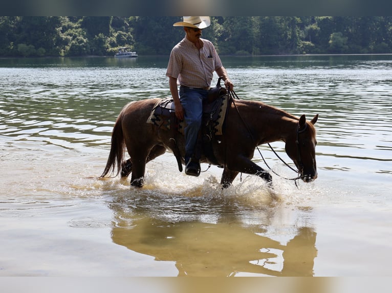 American Quarter Horse Mare 14 years 14,1 hh Rabicano in Littlestown