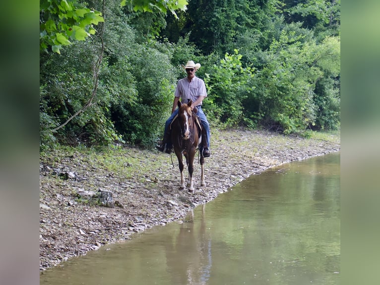 American Quarter Horse Mare 14 years 14,1 hh Rabicano in Littlestown