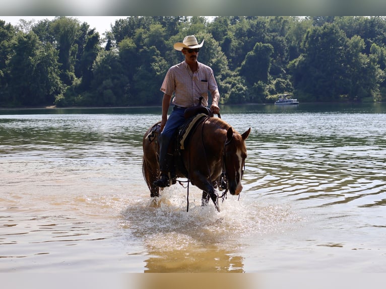 American Quarter Horse Mare 14 years 14,1 hh Rabicano in Littlestown