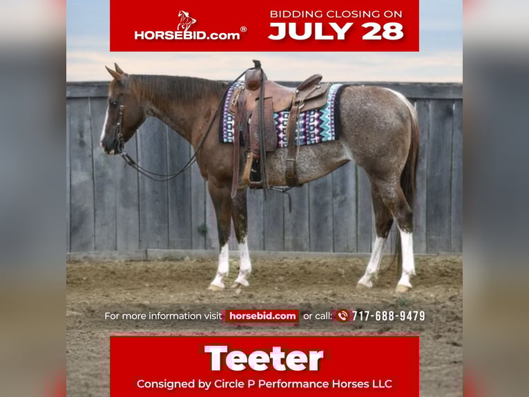 American Quarter Horse Mare 14 years 14,1 hh Rabicano in Littlestown