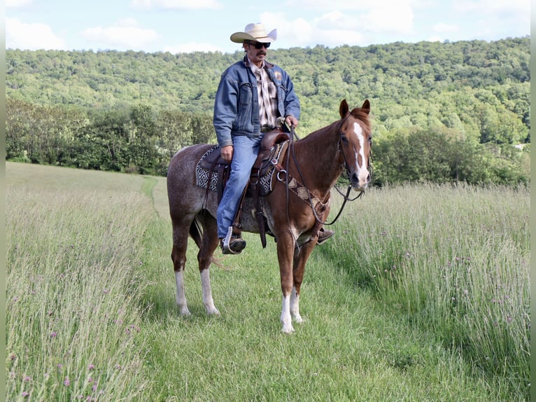 American Quarter Horse Mare 14 years 14,1 hh Rabicano in Littlestown
