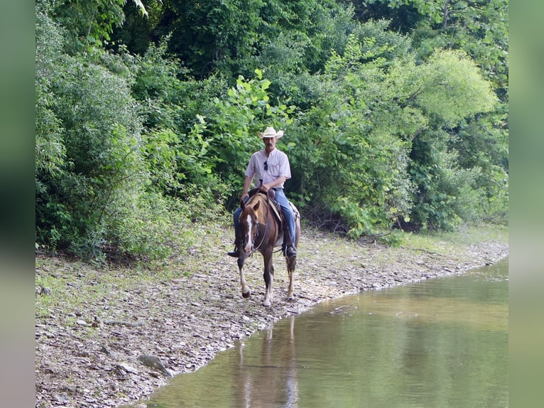 American Quarter Horse Mare 14 years 14,1 hh Rabicano in Littlestown