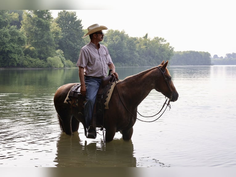 American Quarter Horse Mare 14 years 14,1 hh Rabicano in Littlestown