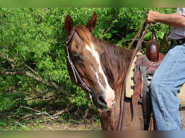 American Quarter Horse Mare 14 years 14,1 hh Rabicano in Littlestown