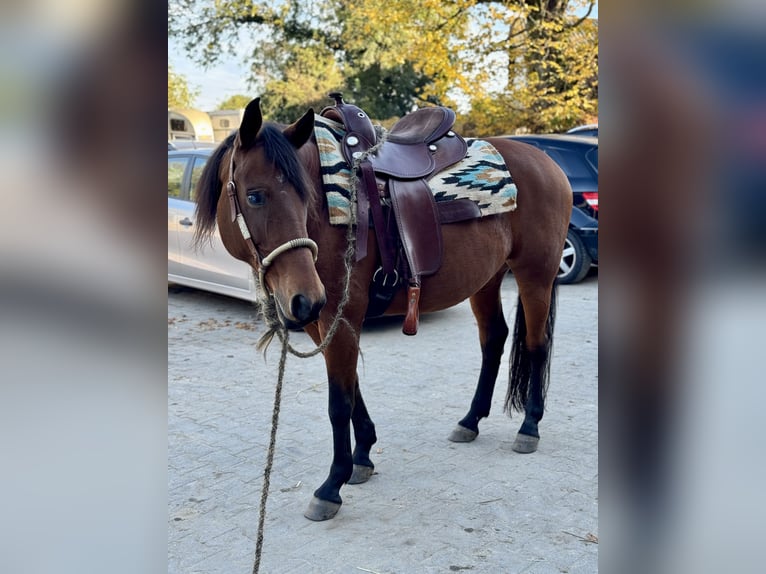 American Quarter Horse Mix Mare 14 years 14,2 hh Brown in Alsdorf