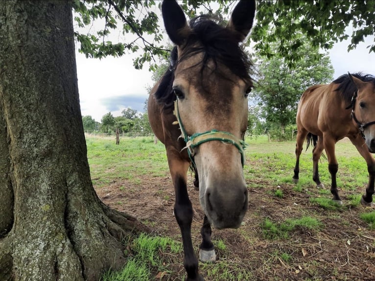 American Quarter Horse Mix Mare 14 years 14,2 hh Buckskin in DuisburgDuisburg
