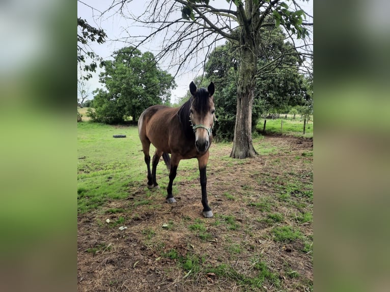 American Quarter Horse Mix Mare 14 years 14,2 hh Buckskin in DuisburgDuisburg