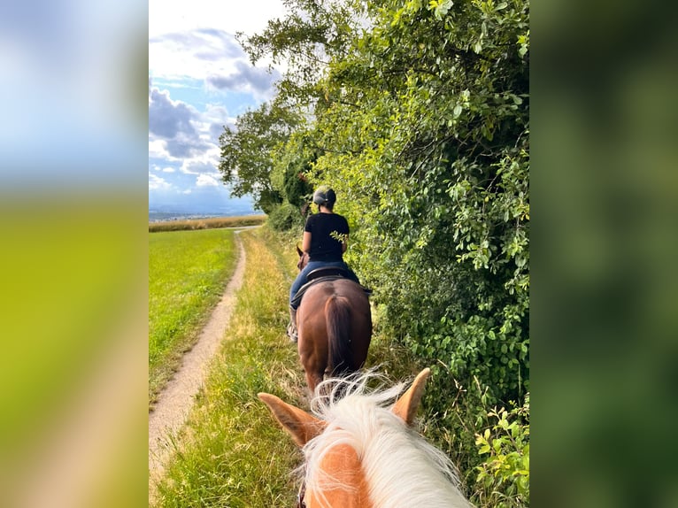 American Quarter Horse Mare 14 years 14,2 hh Chestnut in Pregarten