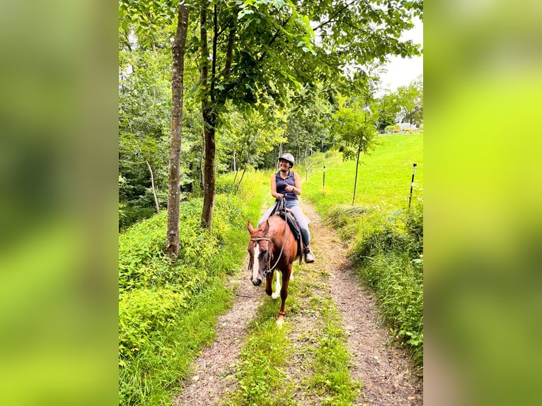 American Quarter Horse Mare 14 years 14,2 hh Chestnut in Pregarten
