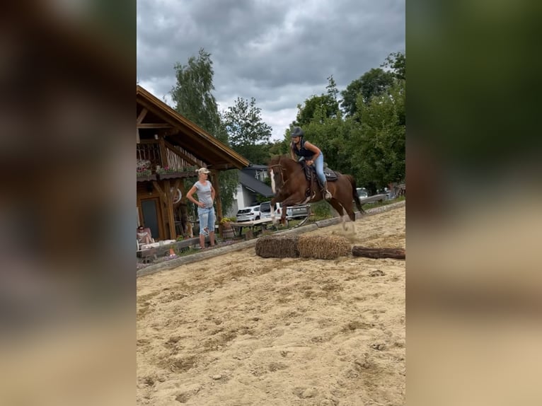 American Quarter Horse Mare 14 years 14,2 hh Chestnut in Pregarten