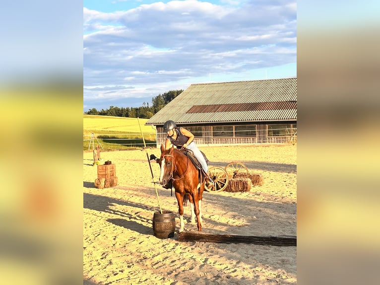American Quarter Horse Mare 14 years 14,2 hh Chestnut in Pregarten