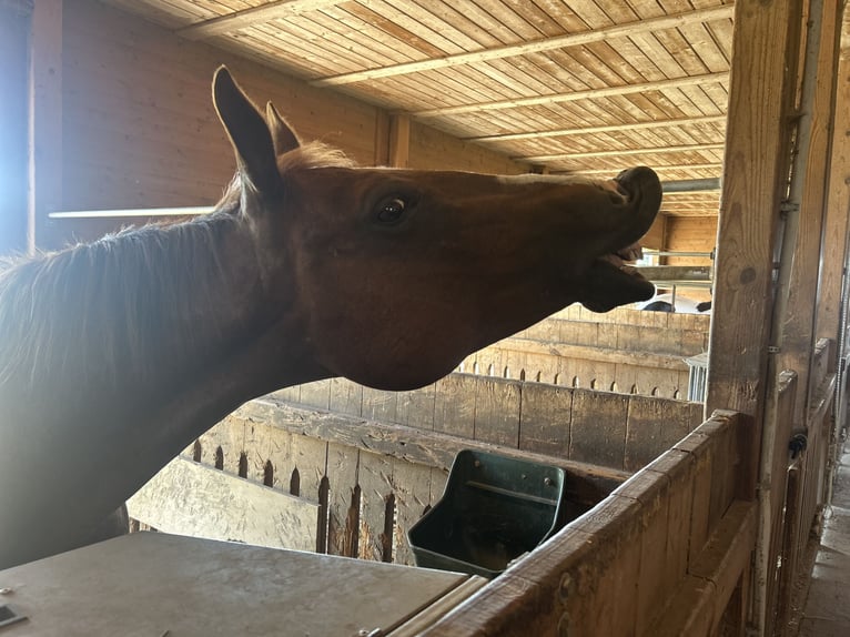 American Quarter Horse Mare 14 years 14,2 hh Chestnut in Pregarten