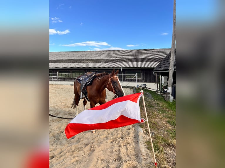 American Quarter Horse Mare 14 years 14,2 hh Chestnut in Pregarten