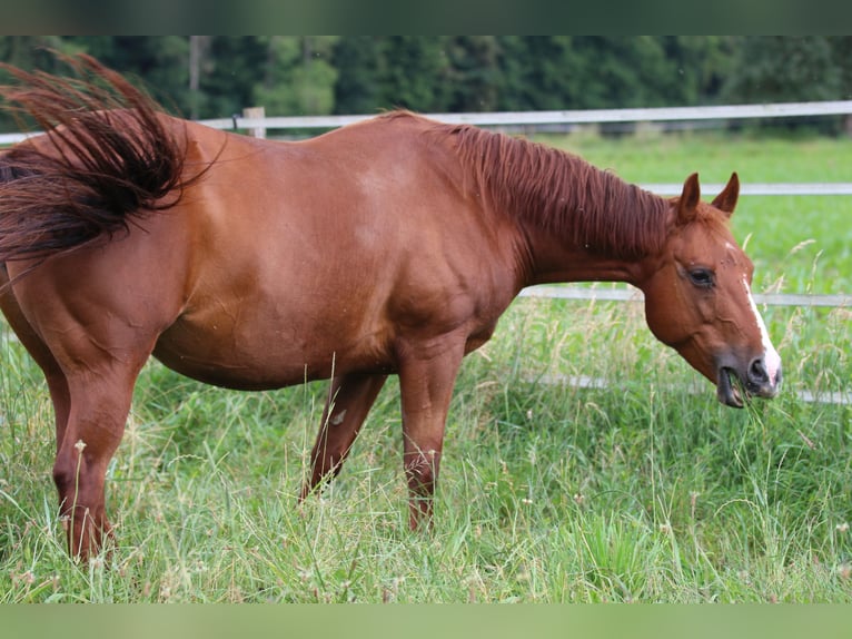 American Quarter Horse Mare 14 years 14,2 hh Chestnut-Red in Waldshut-Tiengen
