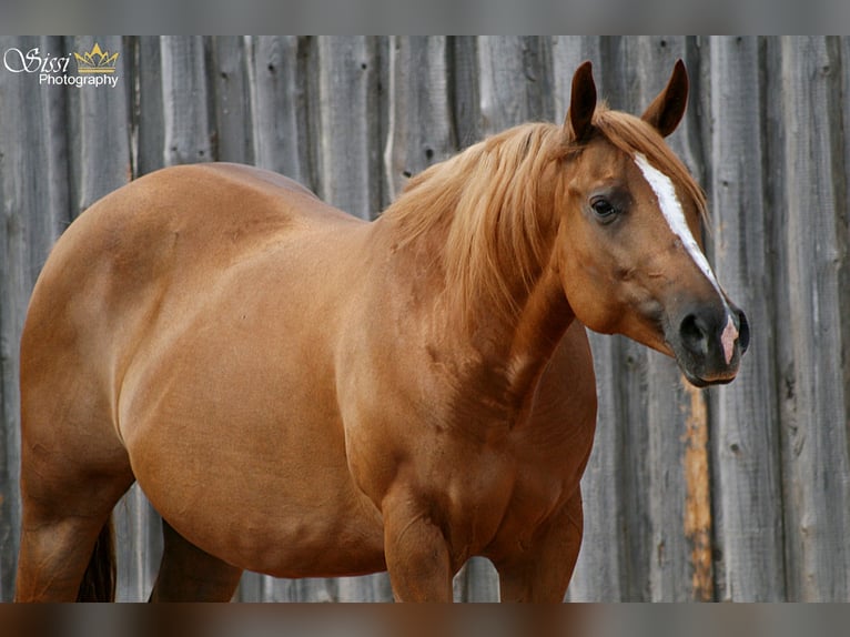 American Quarter Horse Mare 14 years 14,2 hh Chestnut-Red in Bergen