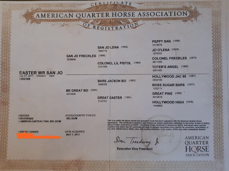 American Quarter Horse Mare 14 years 14,2 hh Chestnut-Red in Ruddervoorde