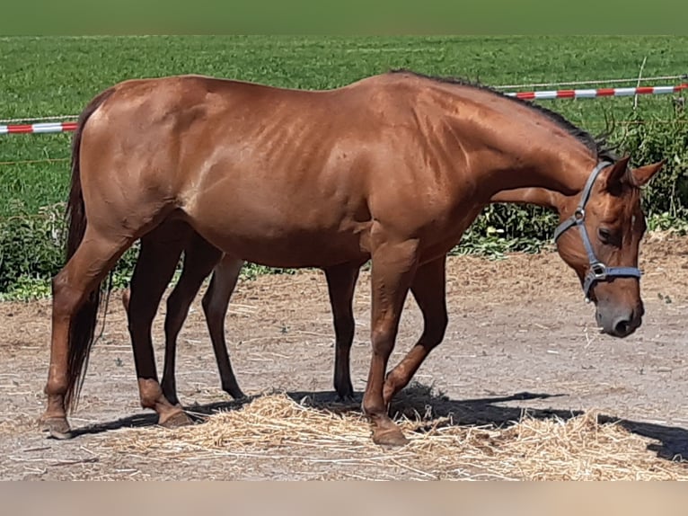 American Quarter Horse Mare 14 years 14,2 hh Chestnut-Red in Ruddervoorde