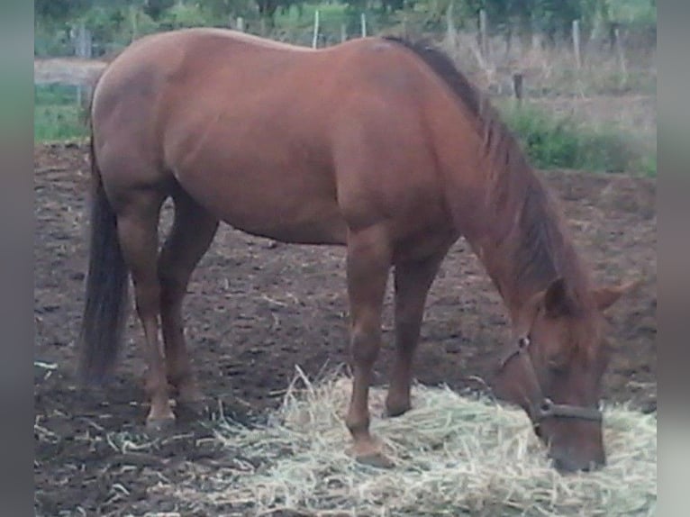 American Quarter Horse Mare 14 years 14,2 hh Chestnut-Red in Ruddervoorde