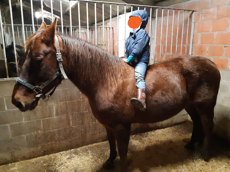 American Quarter Horse Mare 14 years 14,2 hh Chestnut-Red in Ruddervoorde