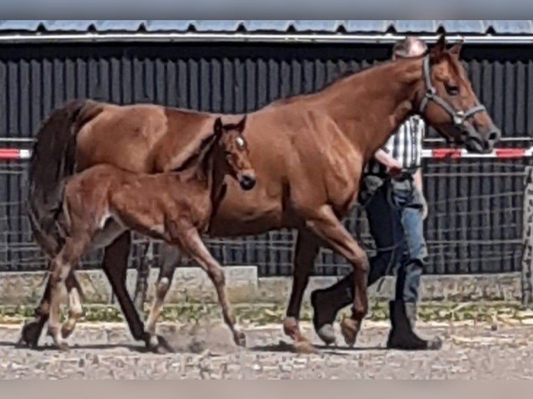 American Quarter Horse Mare 14 years 14,2 hh Chestnut-Red in Ruddervoorde