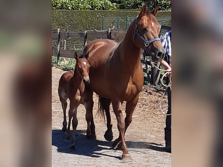 American Quarter Horse Mare 14 years 14,2 hh Chestnut-Red in Ruddervoorde
