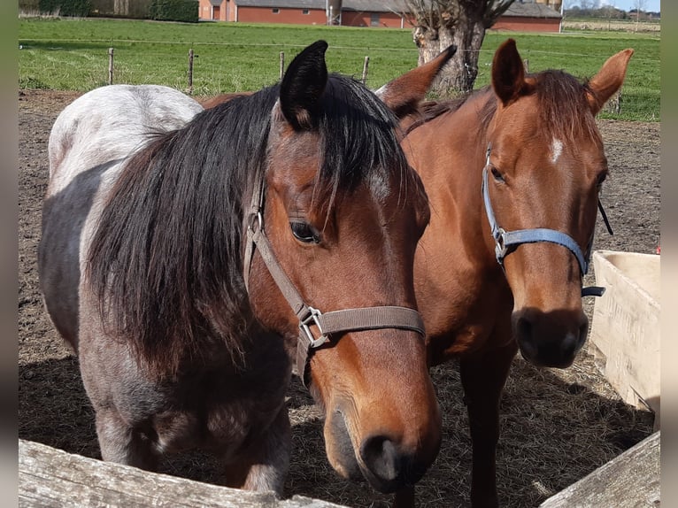 American Quarter Horse Mare 14 years 14,2 hh Chestnut-Red in Ruddervoorde