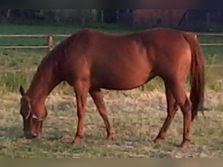 American Quarter Horse Mare 14 years 14,2 hh Chestnut-Red in Ruddervoorde