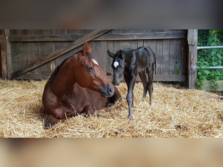 American Quarter Horse Mare 14 years 14,2 hh Chestnut in Bonn
