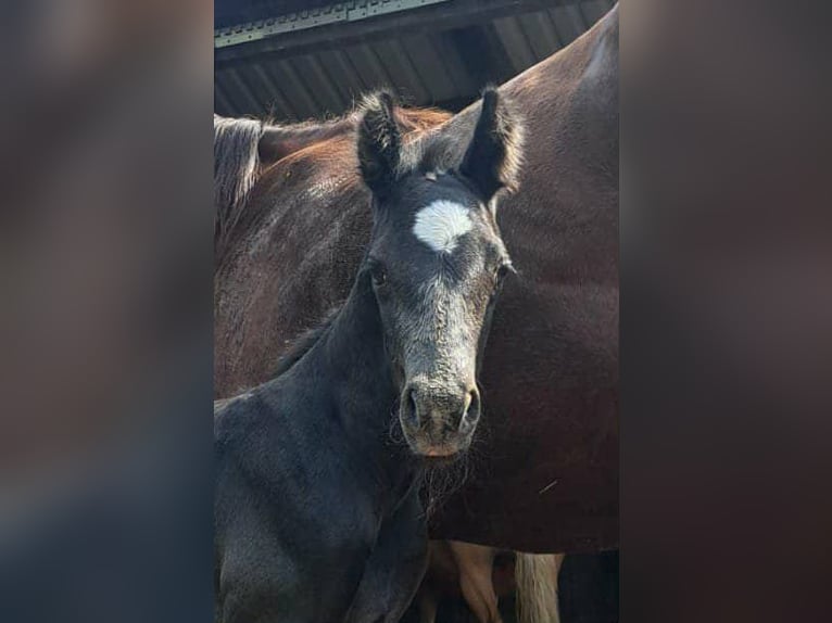 American Quarter Horse Mare 14 years 14,2 hh Chestnut in Bonn