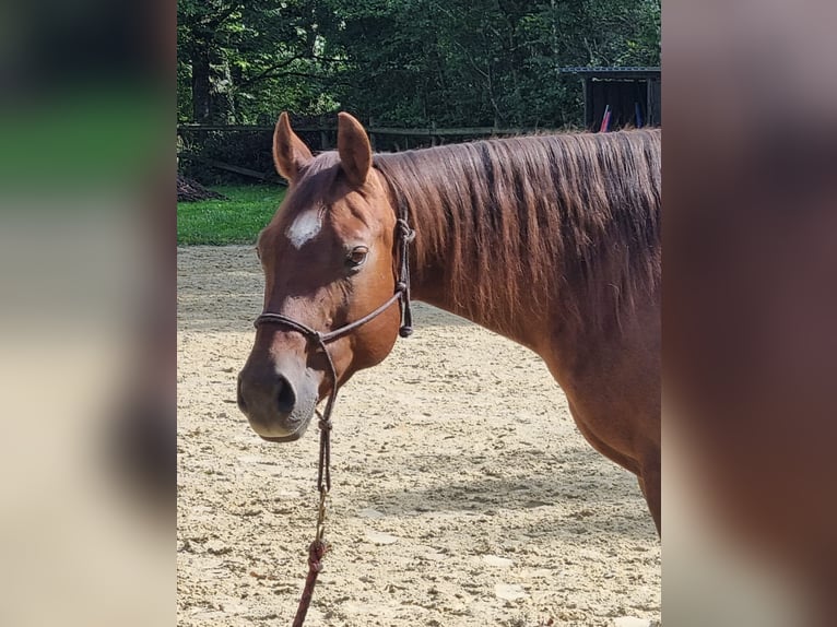 American Quarter Horse Mare 14 years 14,2 hh Chestnut in Bonn
