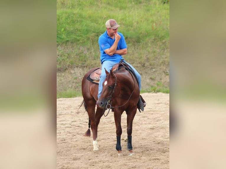 American Quarter Horse Mare 14 years 14,2 hh Chestnut in Bonn