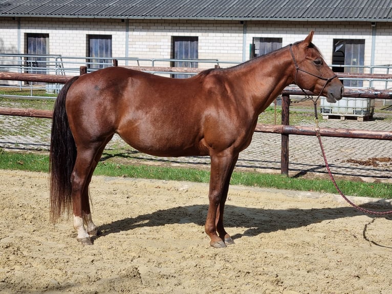American Quarter Horse Mare 14 years 14,2 hh Chestnut in Bonn