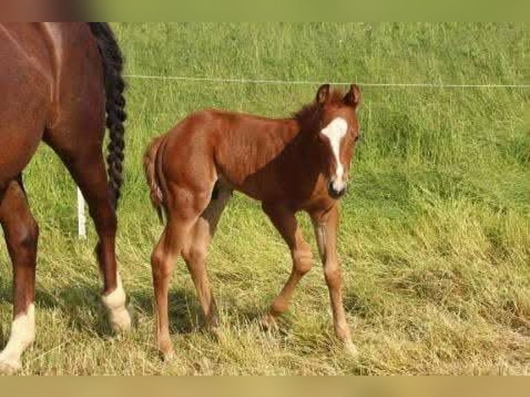 American Quarter Horse Mare 14 years 14,2 hh Chestnut in Bonn