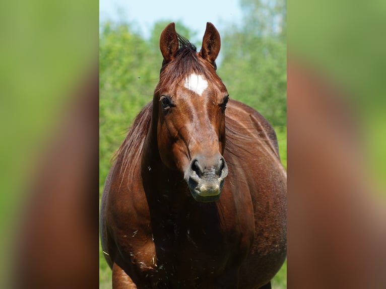 American Quarter Horse Mare 14 years 14,2 hh Chestnut in Bonn