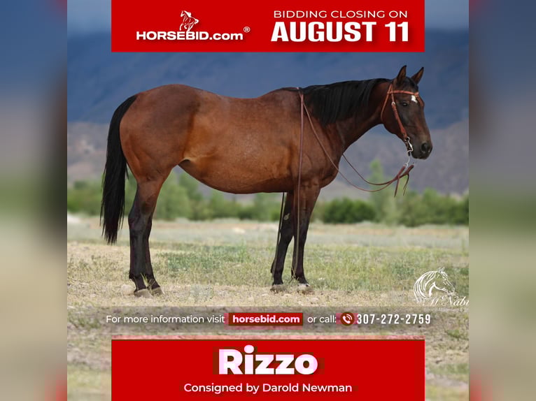 American Quarter Horse Mare 14 years 14,3 hh Bay in Powell, WY