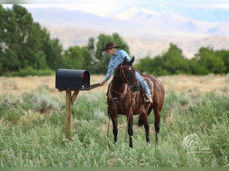 American Quarter Horse Mare 14 years 14,3 hh Bay in Powell, WY