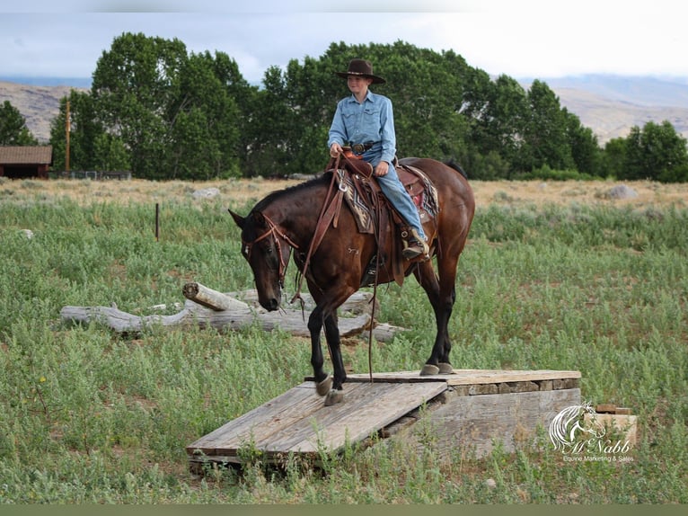 American Quarter Horse Mare 14 years 14,3 hh Bay in Powell, WY