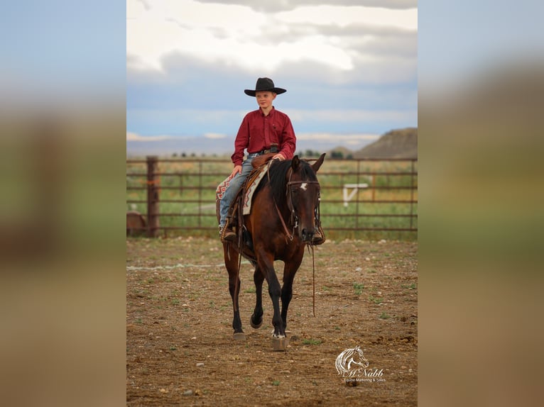 American Quarter Horse Mare 14 years 14,3 hh Bay in Powell, WY