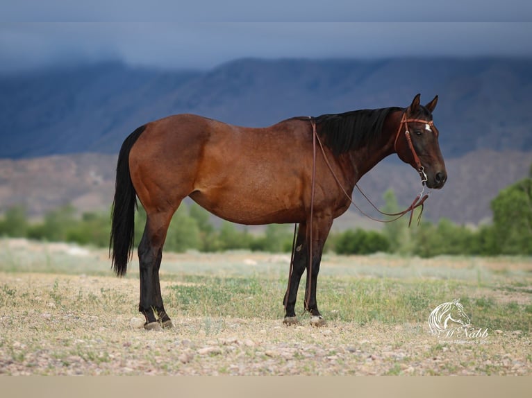 American Quarter Horse Mare 14 years 14,3 hh Bay in Powell, WY