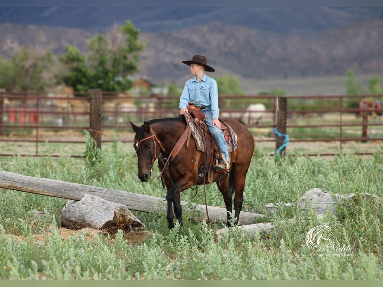 American Quarter Horse Mare 14 years 14,3 hh Bay in Powell, WY
