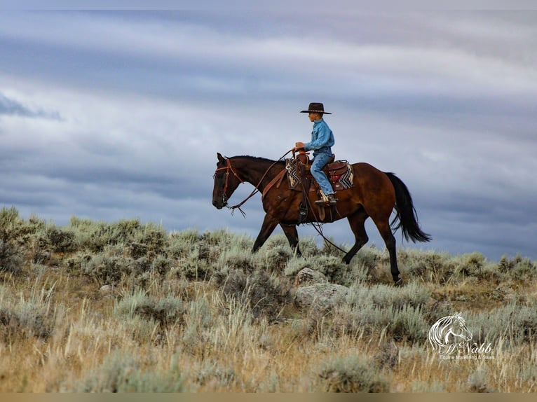 American Quarter Horse Mare 14 years 14,3 hh Bay in Powell, WY