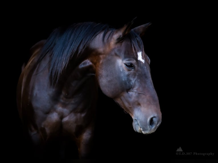 American Quarter Horse Mare 14 years 14,3 hh Bay in Powell, WY