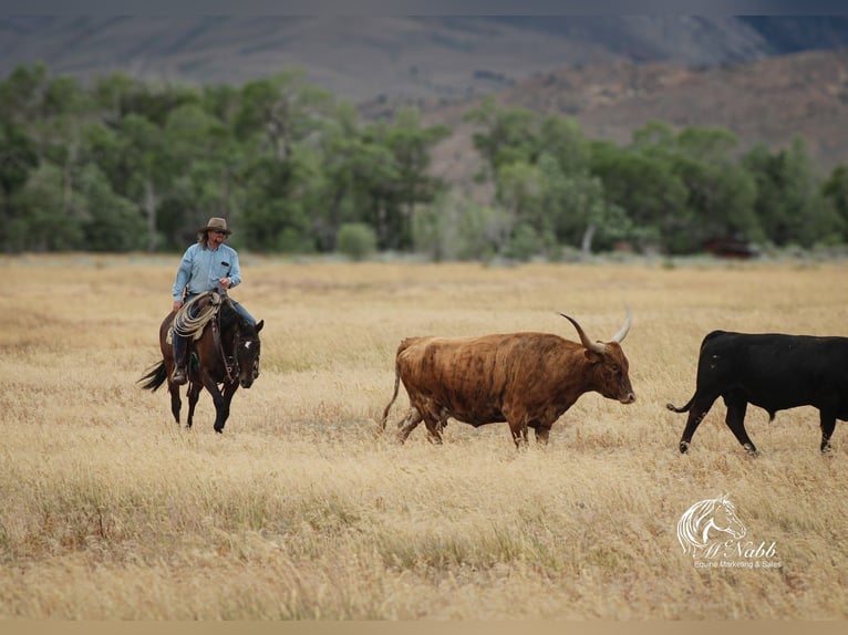 American Quarter Horse Mare 14 years 14,3 hh Bay in Powell, WY