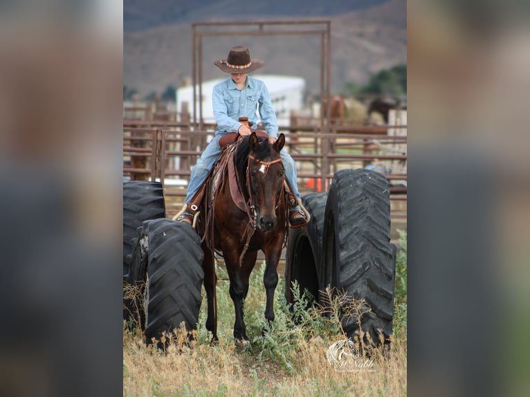 American Quarter Horse Mare 14 years 14,3 hh Bay in Powell, WY