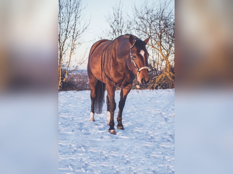 American Quarter Horse Mare 14 years 14,3 hh Brown in Albstadt