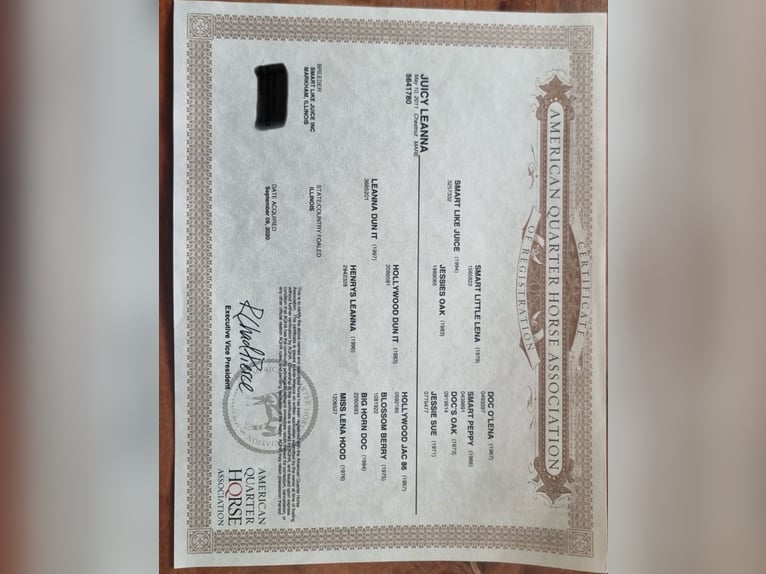 American Quarter Horse Mare 14 years 14,3 hh Chestnut-Red in Tannheim